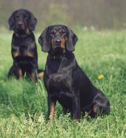 Polnischer Laufhund - Gonczy Polski